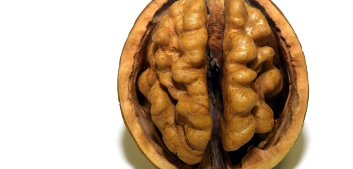 Ученые обнаружили зависимость размера мозга и интеллекта