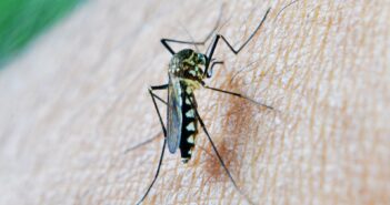 Ученые придумали, как посадить комаров на диету