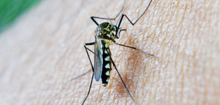 Ученые придумали, как посадить комаров на диету