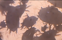 В Германии возобновили производство уникального сыра с клещами "Milbenkäse"