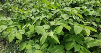 В России появилось растение, которое разрушает фундаменты домов