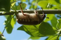 Майские праздники 2025: россиянам добавили рекордное количество выходных