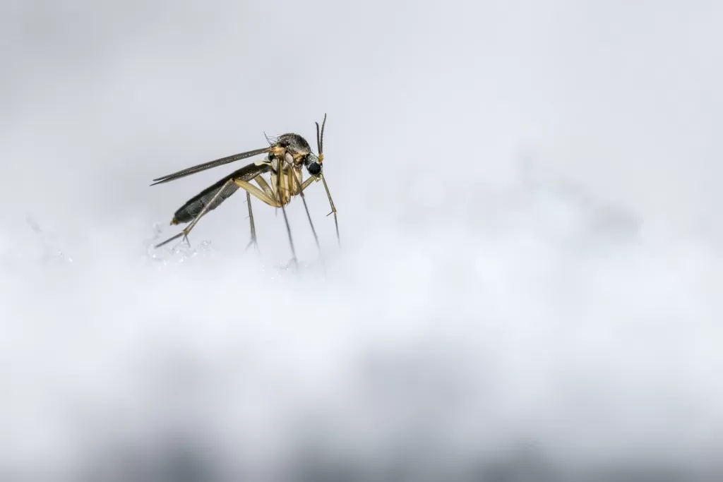 Москву атакуют рекордные полчища комаров из-за аномальной зимы