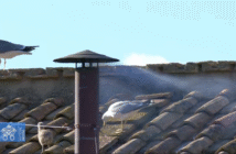 Белый дым над Ватиканом: конклав избрал нового Папу Римского