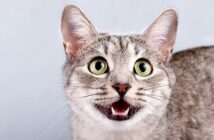 Искусственный интеллект научится переводить мяуканье кошек