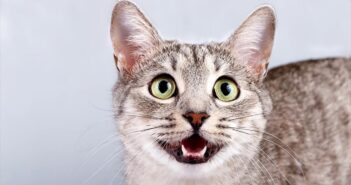 Искусственный интеллект научится переводить мяуканье кошек