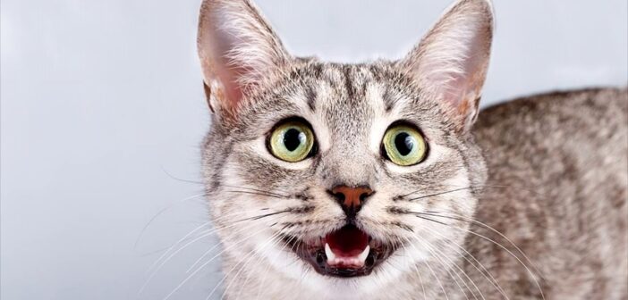 Искусственный интеллект научится переводить мяуканье кошек