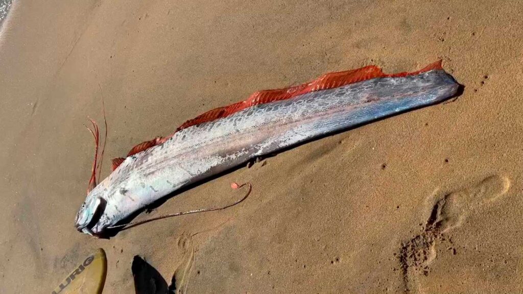 Рыба Судного дня массово выбрасывается на берега Рыба Судного дня массово выбрасывается на берега