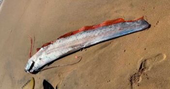 Рыба Судного дня массово выбрасывается на берега