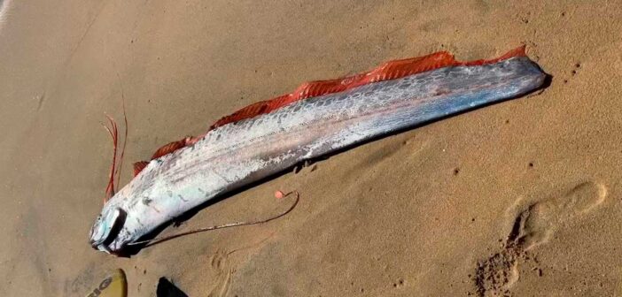 Рыба Судного дня массово выбрасывается на берега