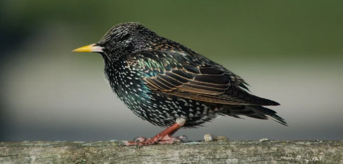 Скворцы стали живыми флешками для передачи файлов