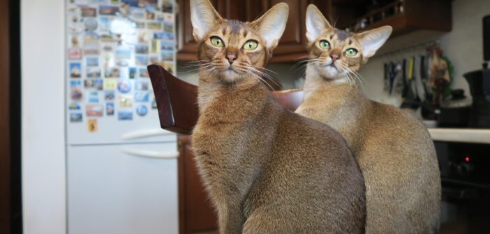 В России объявили войну «кошатницам», увидев в них угрозу нации