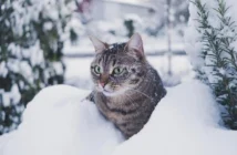 Ледяные дожди и «температурные качели»: синоптики дали прогноз на аномальную зиму в России