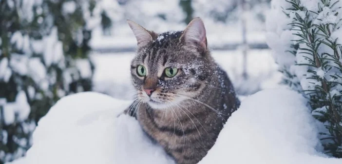 Ледяные дожди и «температурные качели»: синоптики дали прогноз на аномальную зиму в России