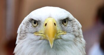 FIFA представила талисманы ЧМ-2026: лось, ягуар и орлан стали символами турнира