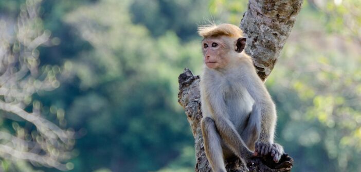 Шри-Ланка отменяет визы в аэропорту, новое разрешение стоит $50