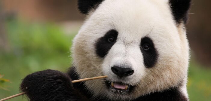 Китай открыл охоту на таланты: STEM-специалистам предлагают визу и 58 млн рублей