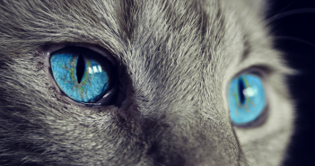 Одна кошка на 18 метров: в России готовят новый закон