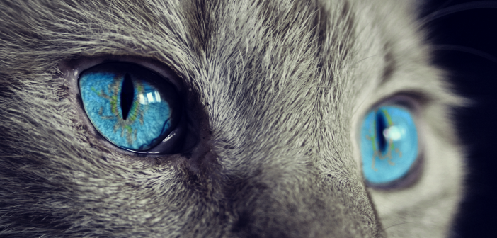 Одна кошка на 18 метров: в России готовят новый закон