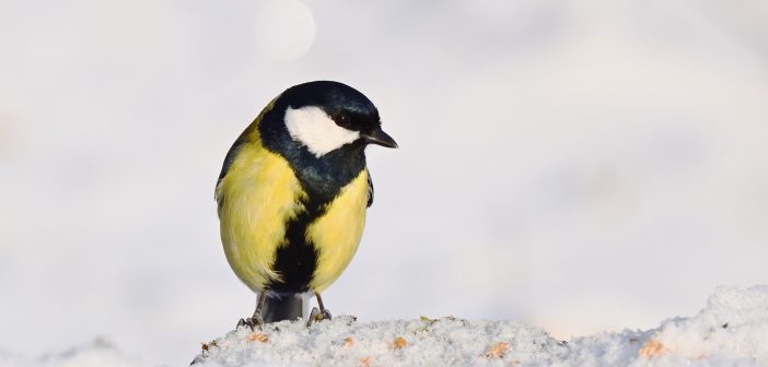 Россию ждет аномально холодная зима