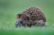 Вердикт ООН: животные готовят человечеству новую пандемию