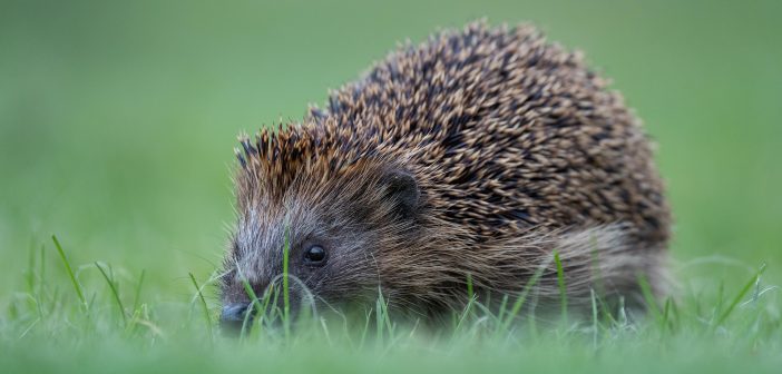 Вердикт ООН: животные готовят человечеству новую пандемию