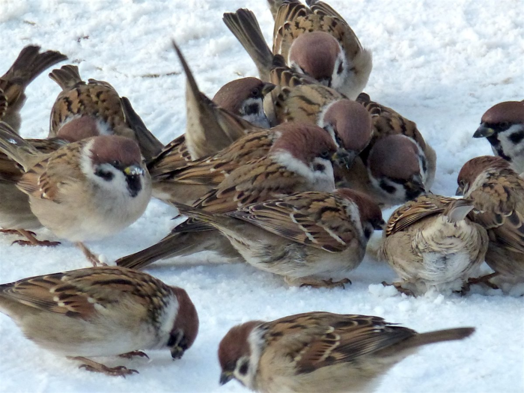 Первая жертва редкого штамма: в США подтверждена смерть пациента с птичьим гриппом H5N5