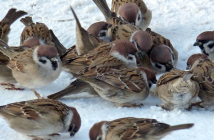 Первая жертва редкого штамма: в США подтверждена смерть пациента с птичьим гриппом H5N5