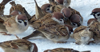 Первая жертва редкого штамма: в США подтверждена смерть пациента с птичьим гриппом H5N5
