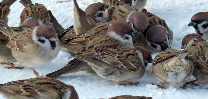Первая жертва редкого штамма: в США подтверждена смерть пациента с птичьим гриппом H5N5