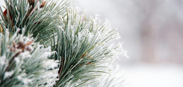 Холоднее прошлогодней, но теплее нормы: какой будет предстоящая зима в России