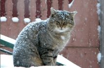 "Такой зимы не было 250 лет": откуда берутся пугающие прогнозы и какой будет погода