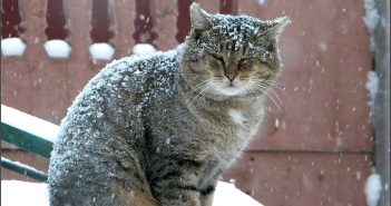 "Такой зимы не было 250 лет": откуда берутся пугающие прогнозы и какой будет погода