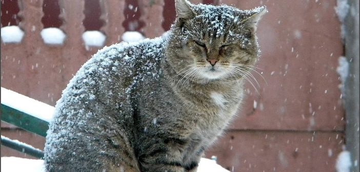 "Такой зимы не было 250 лет": откуда берутся пугающие прогнозы и какой будет погода