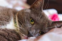 Владельцы кошек сообщают о массовых проблемах со здоровьем питомцев после корма Felix