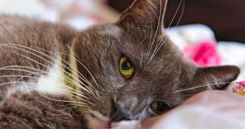 Владельцы кошек сообщают о массовых проблемах со здоровьем питомцев после корма Felix