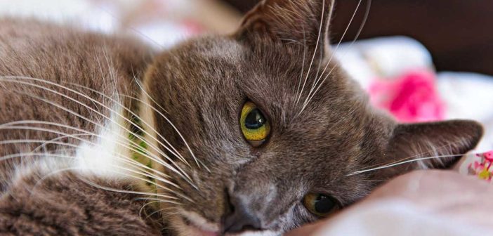 Владельцы кошек сообщают о массовых проблемах со здоровьем питомцев после корма Felix