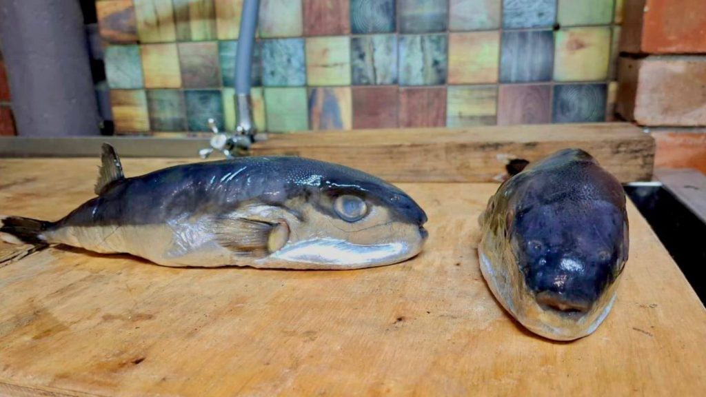 На Кубани под видом скумбрии продавали ядовитого иглобрюха На Кубани под видом скумбрии продавали ядовитого иглобрюха