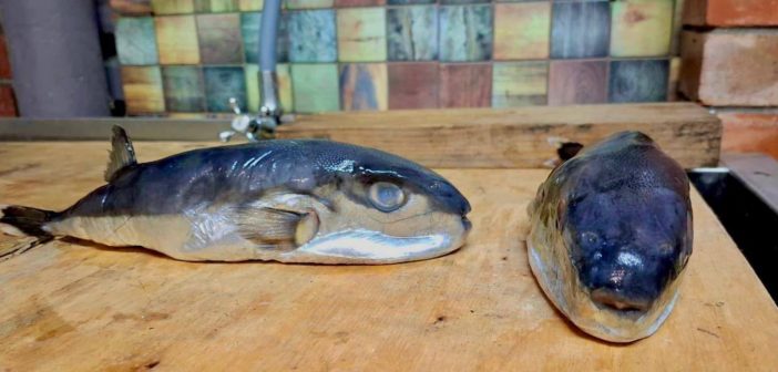 На Кубани под видом скумбрии продавали ядовитого иглобрюха