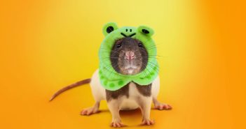 На Android под видом YouTube Max и TikTok 18+ хакеры распространяют банковские трояны