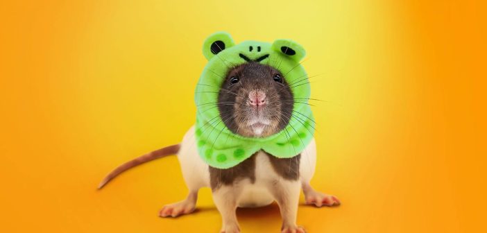 На Android под видом YouTube Max и TikTok 18+ хакеры распространяют банковские трояны