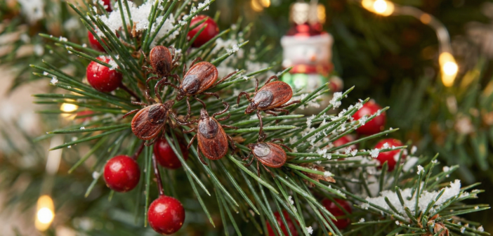 В России живые новогодние ели стали источником опасных паразитов