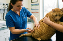 «Оземпик» для кошек: стартуют испытания препарата для похудения домашних животных