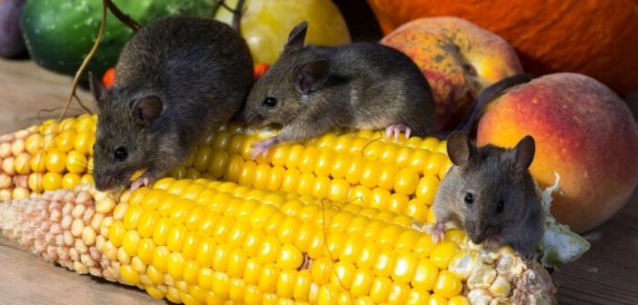 В России на 50% выросла заболеваемость мышиной лихорадкой