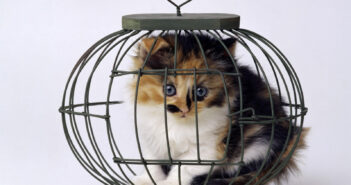 Лапы закона: в России приставы могут забрать вашего кота за долги