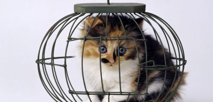 Лапы закона: в России приставы могут забрать вашего кота за долги