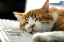 Ученые выяснили, почему в 14:06 мозг перестает работать