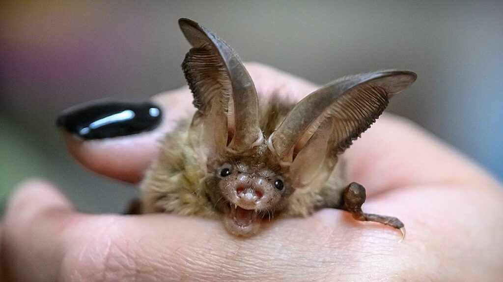 В Южной Азии обнаружен новый вирус, который передался от летучих мышей