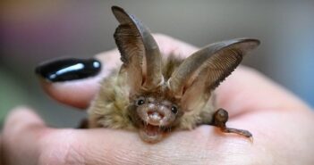 В Южной Азии обнаружен новый вирус, который передался от летучих мышей