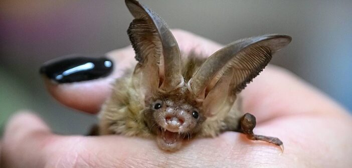 В Южной Азии обнаружен новый вирус, который передался от летучих мышей